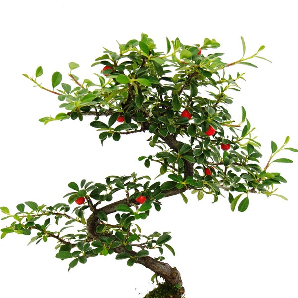 Bonsai - Cotoneaster - Zwergmispel - ca. 5-7 Jahre - incl. Untersetzer