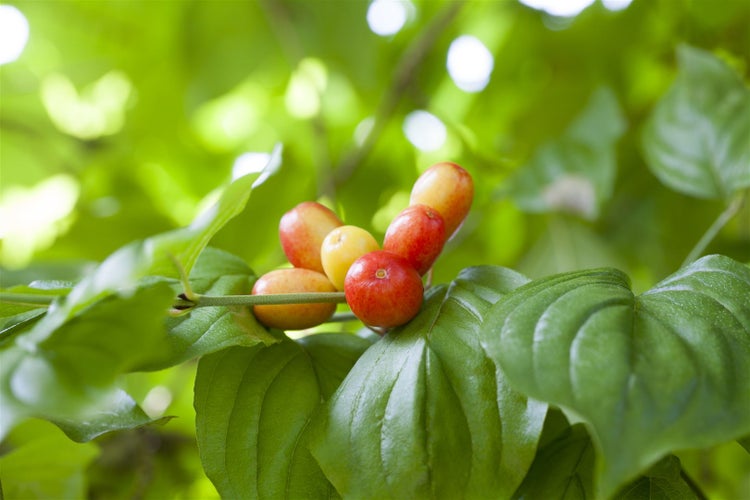 Cornus mas, Kornelkirsche, 40–60 cm, gelbe Blüten