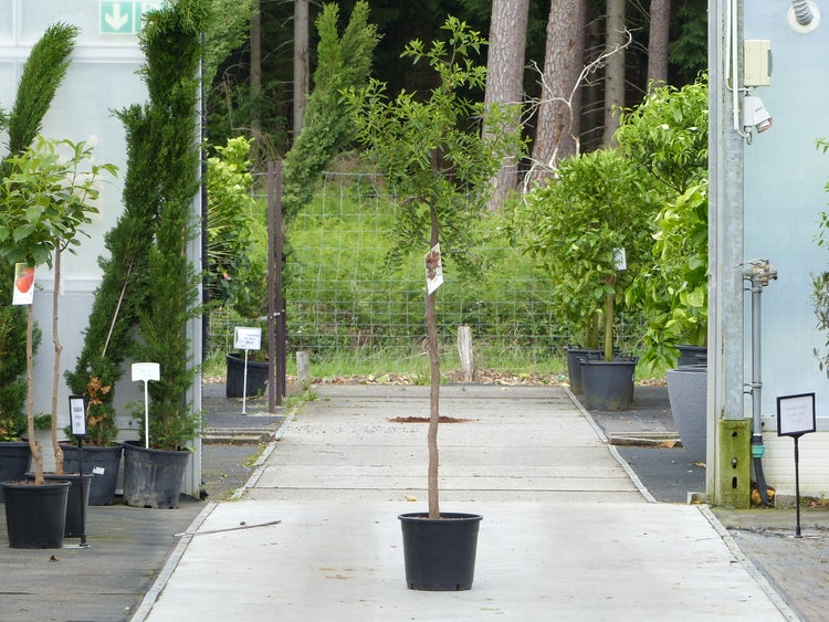 chin. Dattel 150 - 170 cm Dattelbaum 5 - 8 cm Stammumfang, Ziziphus jujuba,