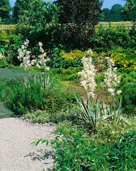 Blühende Garten-Yucca mit langen Blütenrispen in einem Garten mit Kiesweg und verschiedenen Sträuchern und Nadelbäumen.