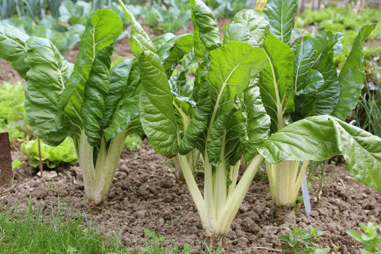 SAFLAX Garden to go - BIO - Schweizer Mangold - Beta vulgaris subsp. vulgaris - 150 Samen - Mit Topf, Klima - Deckel und Anzuchtsubstrat
