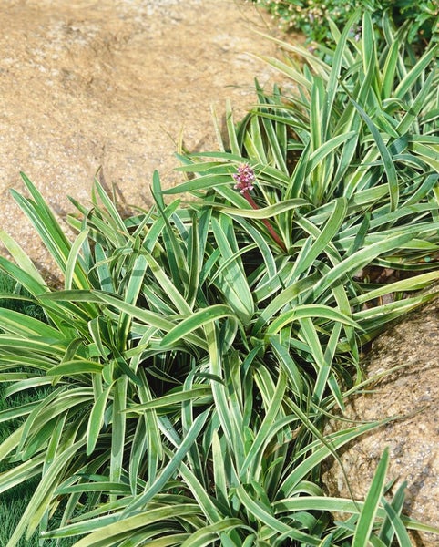 Liriope muscari, Lilientraube, immergrün, ca. 9x9 cm Topf