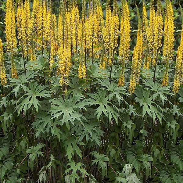 Ligularia dentata Gartenpflanze mit gelben Blütenständen und grünen Blättern.