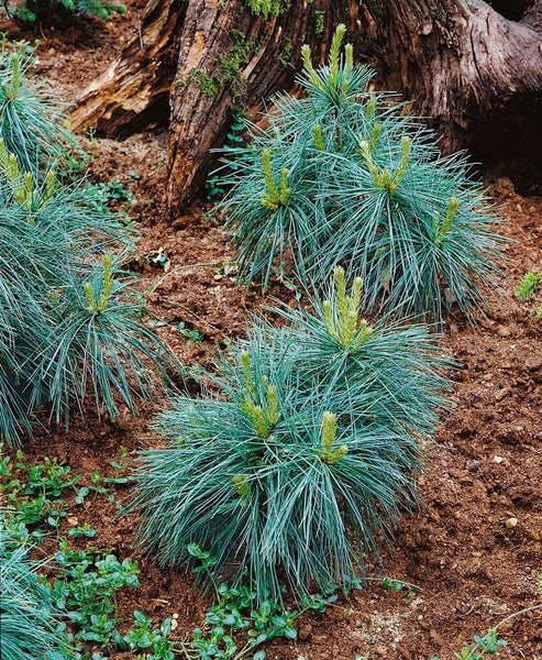 Mehrere Zwergkiefern in einem Gartenbeet mit einem Baumstumpf im Hintergrund.