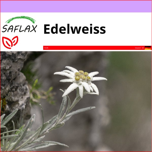 SAFLAX  - Edelweiss - Leontopodium alpinum - 500 Samen