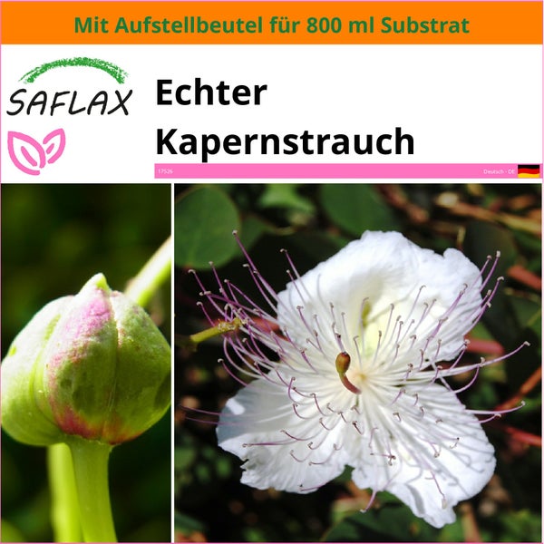 SAFLAX Garden in the bag - Echter Kapernstrauch - Capparis spinosa - 25 Samen - Mit Anzuchtsubstrat im praktischen, selbst aufstellenden Beutel