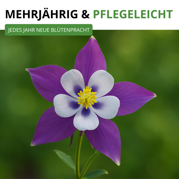 Mehrjährige und pflegeleichte Pflanze mit jährlicher Blütenpracht