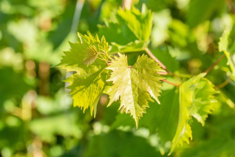 Nahaufnahme von jungen Weinblättern an einem Weinstock im Freien