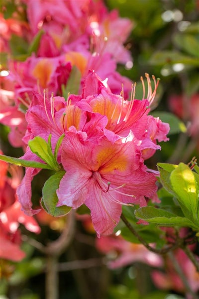 Rhododendron luteum 'Tunis', gelb, 40–50 cm