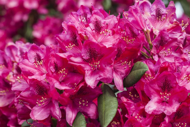 Rhododendron Hybr. 'Erato', Rhododendron, 40–50 cm, rot