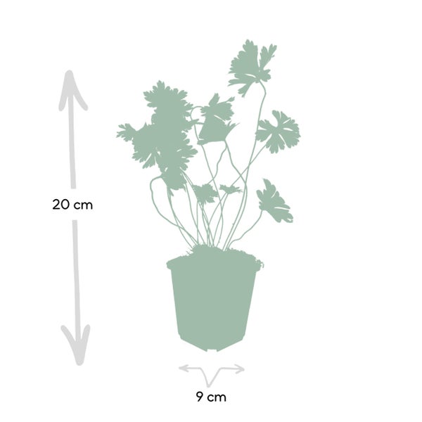 Bodendecker - Storchschnabel - Geranium 'Rozanne' - 9cm Topf - Set mit 20 Pflanzen