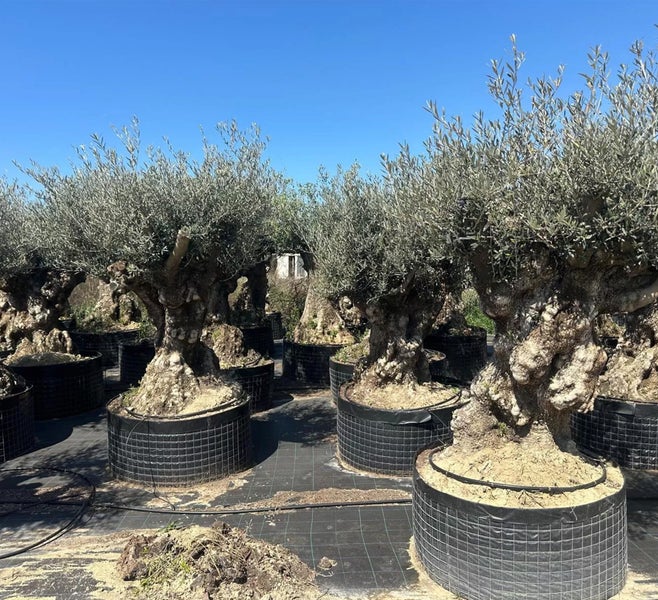 Olivenbaum ca. 200 Jahre alt mit knorrigem Stamm (Olea europaea)