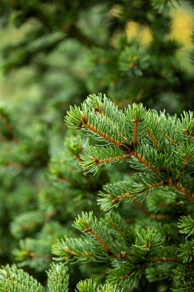 Picea pungens 'Lucky Strike', Blau-Fichte, 40–50 cm
