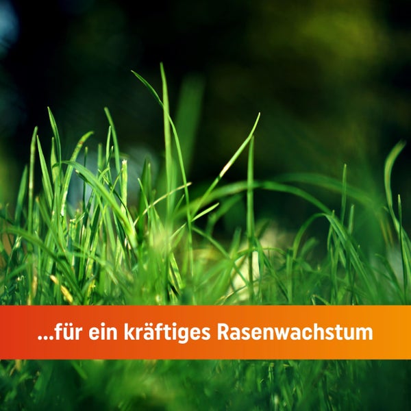 Greenyp Bio Rasendünger I 10,1kg für 250m² I Pflanzlich Organischer Rasendünger mit 3 Monate Langzeitwirkung I staubarm, tierfreundlich und Vegan