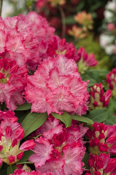 Rhododendron Hybr. 'Germania', Rhododendron, rosa, 40–50 cm