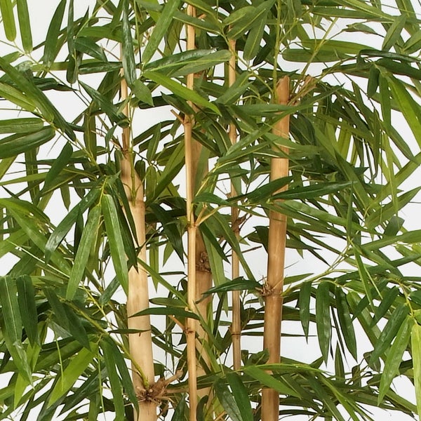 Künstliche Bambuspflanze mit hellbraunen Bambusrohren und grünen Blättern in einem schwarzen Topf.