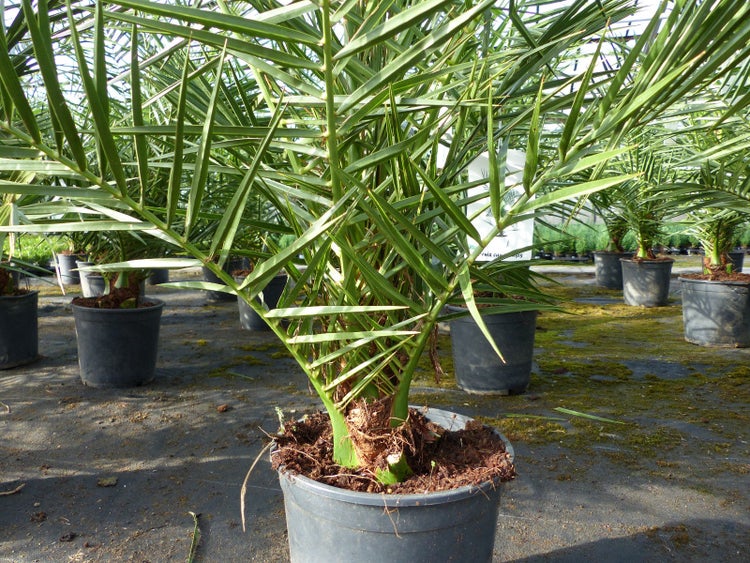 Palme 90-120 cm, Phoenix canariensis, kanarische Dattelpalme, kräftige Palmen, keine Jungpflanzen