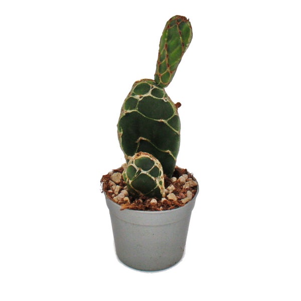 Kobra-Kaktus - Opuntia reticulata Cobra - augefallener Ohrenkaktus - 6,5cm Topf