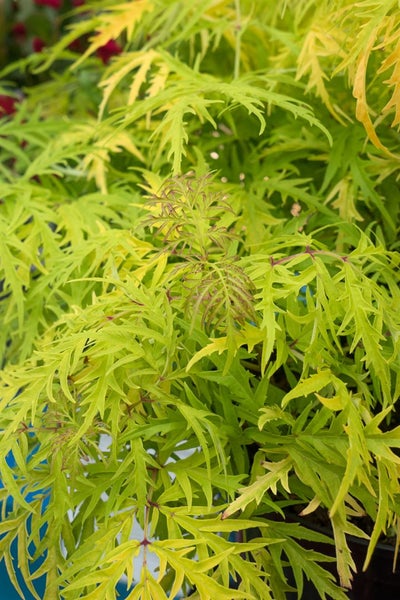 Sambucus racemosa 'Golden Lace', Roter Holunder, goldlaubig, 40–60 cm