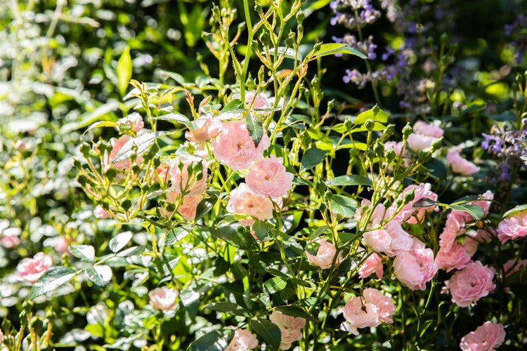 Rosa 'The Fairy', Bodendeckerrose, zartrosa, 3-5 Liter Container