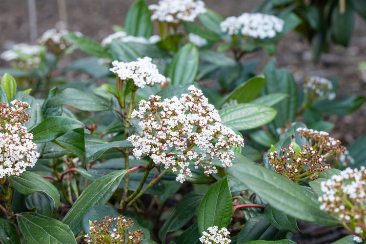 Viburnum davidii, Immergrüner Schneeball, 40–60 cm