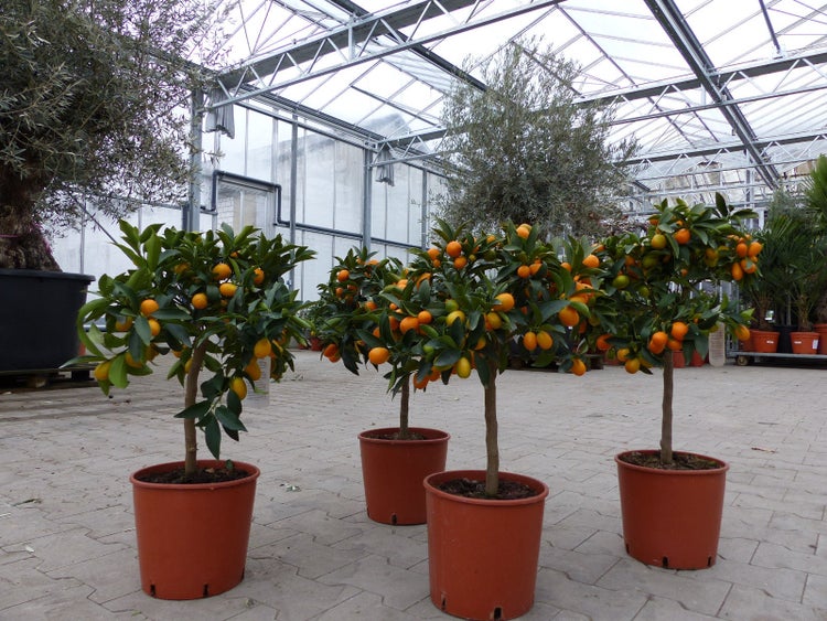 Kumquat Zwergorange Fortunella margarita Citrus Zitrus 60 - 80 cm Zitruspflanze Baum Pflanze