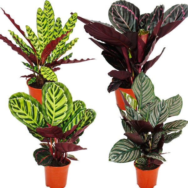 Schattenpflanzen 4er Set - ausgefallenem Blattmuster - Calathea  - ca. 50cm hoch