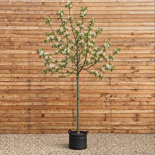 Blühender Birnbaum als Hochstamm im schwarzen Pflanzgefäß vor einer hölzernen Wand.