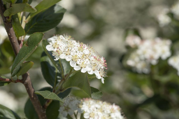 Aronia prunifolia 'Viking', Apfelbeere, schwarz, 40–60 cm