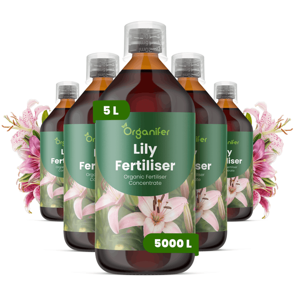 Organifer Lilien-Dünger, 5 Liter organisches Flüssigdünger-Konzentrat für circa 5000 Liter, Set mit fünf Flaschen.