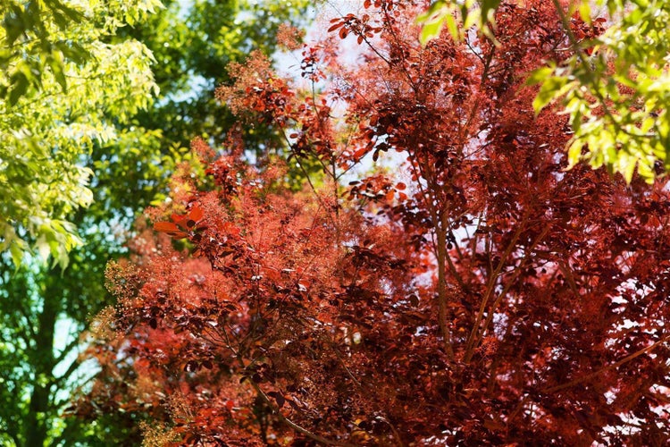 Cotinus coggygria 'Royal Purple', Perückenstrauch, purpurrot, 60–80 cm