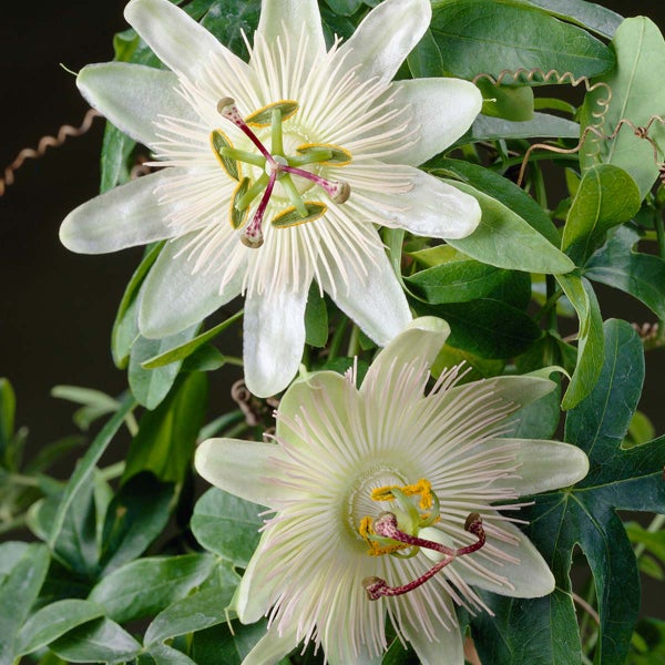 Passiflora Elliot – Passionsblume – Kletterpflanze – Pflegeleicht – ⌀15 cm – ↕60-70 cm