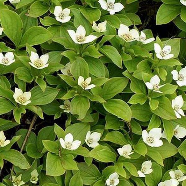 Blühender Teppich Hartriegel im Garten