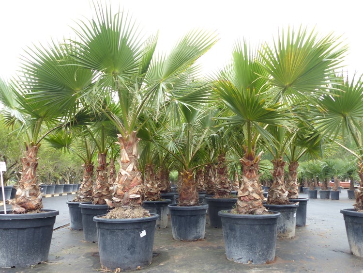 3xWashingtonia Robusta 180-210 cm, XXL Stamm 55-70 cm Petticoat Palme