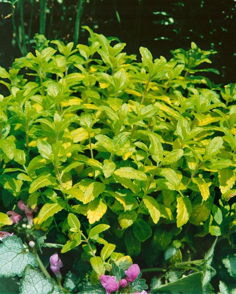 Stevia Pflanze mit grünen und gelben Blättern im Garten.