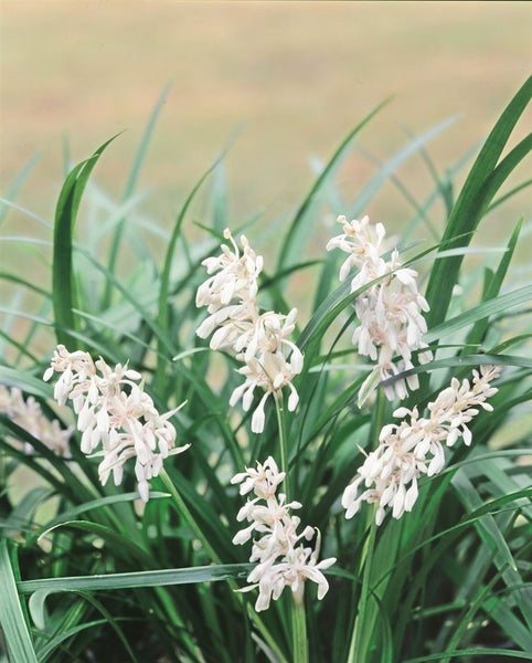 Liriope muscari, Lilientraube, immergrün, ca. 9x9 cm Topf