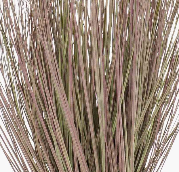 Detailaufnahme der aufrecht wachsenden Halme eines Ziergrases, Rutenhirse.