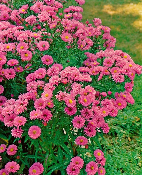 Aster novi-belgii 'Patricia Ballard', Herbstaster, rosa, ca. 9x9 cm Topf