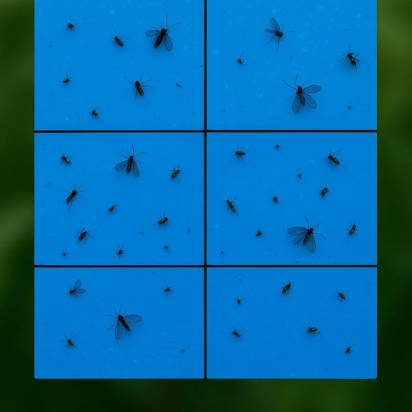 Blautafel zur Befallskontrolle mit gefangenen Insekten wie Thripsen.