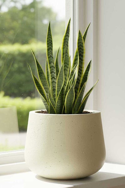 Bogenhanf Sansevieria in einem hellen runden Übertopf auf einer Fensterbank vor einem Fenster.