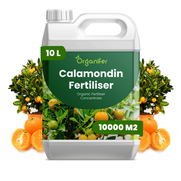 Organifer Calamondin Dünger, Bio-Düngerkonzentrat, 10 Liter für 10000 Quadratmeter, weißer Kanister mit grünem Etikett und Calamondin-Früchten.