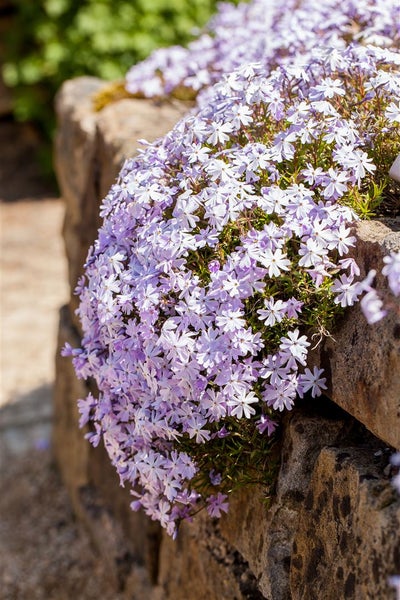 Phlox subulata 'Emerald Cushion Blue', Polsterphlox, blau, ca. 9x9 cm Topf