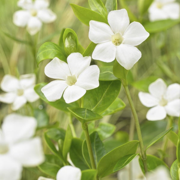 Bodendecker - Großblättriges Immergrün - Vinca major 'Alba' - 9cm Topf - Set mit 40 Pflanzen