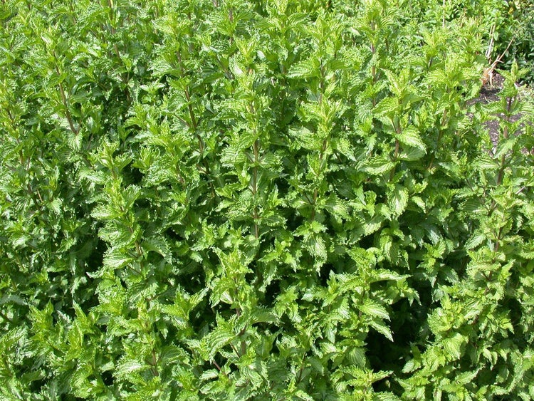 Mentha spicata crispa, Krauseminze, aromatisch, ca. 11x11 cm Topf