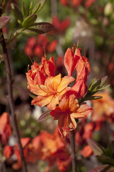 Rhododendron luteum 'Rumba', gelb-rot, 30–40 cm