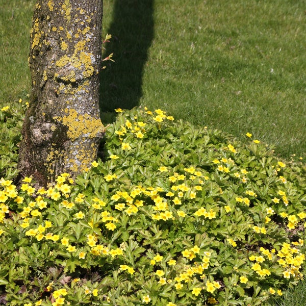 Gelbe Gänseblümchen wachsen um einen Baumstamm im Garten