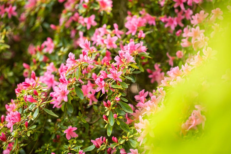 Rhododendron obtusum 'Rosa', Azalee, rosa Blüten, 20–25 cm