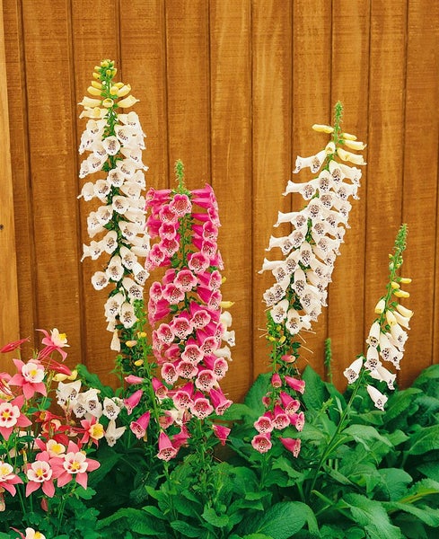 Digitalis purpurea 'Foxy', Fingerhut, rosa, ca. 9x9 cm Topf