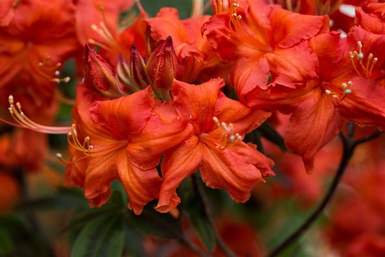 Rhododendron luteum 'Balzac', gelb, 30–40 cm