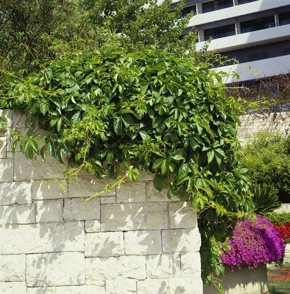 Parthenocissus quinquefolia, Wilder Wein, 60–100 cm